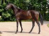 dressage horse Kalpakin (Trakehner, 2015, from Bystro)