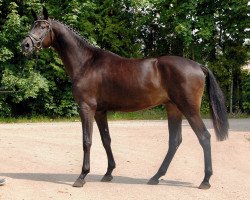 dressage horse Kalpakin (Trakehner, 2015, from Bystro)