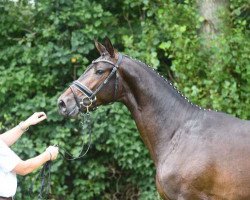 jumper Ganderas (Trakehner, 2015, from Berlusconi)