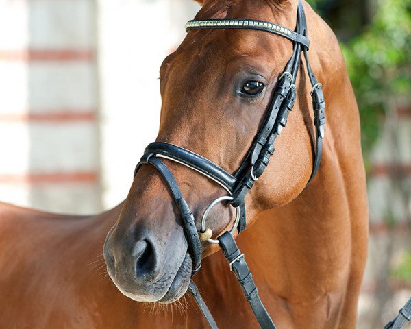 eventing horse Rosendorn xx (Thoroughbred, 2014, from Il Divo xx)
