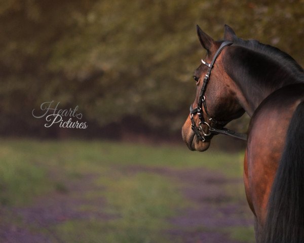 dressage horse Cassandra 322 (Westphalian, 2005, from Cadeau des Dieux)