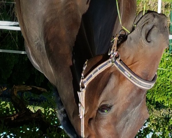 broodmare Wölkchen 18 (Württemberger, 2007, from Wolkenstern)