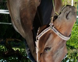 broodmare Wölkchen 18 (Württemberger, 2007, from Wolkenstern)