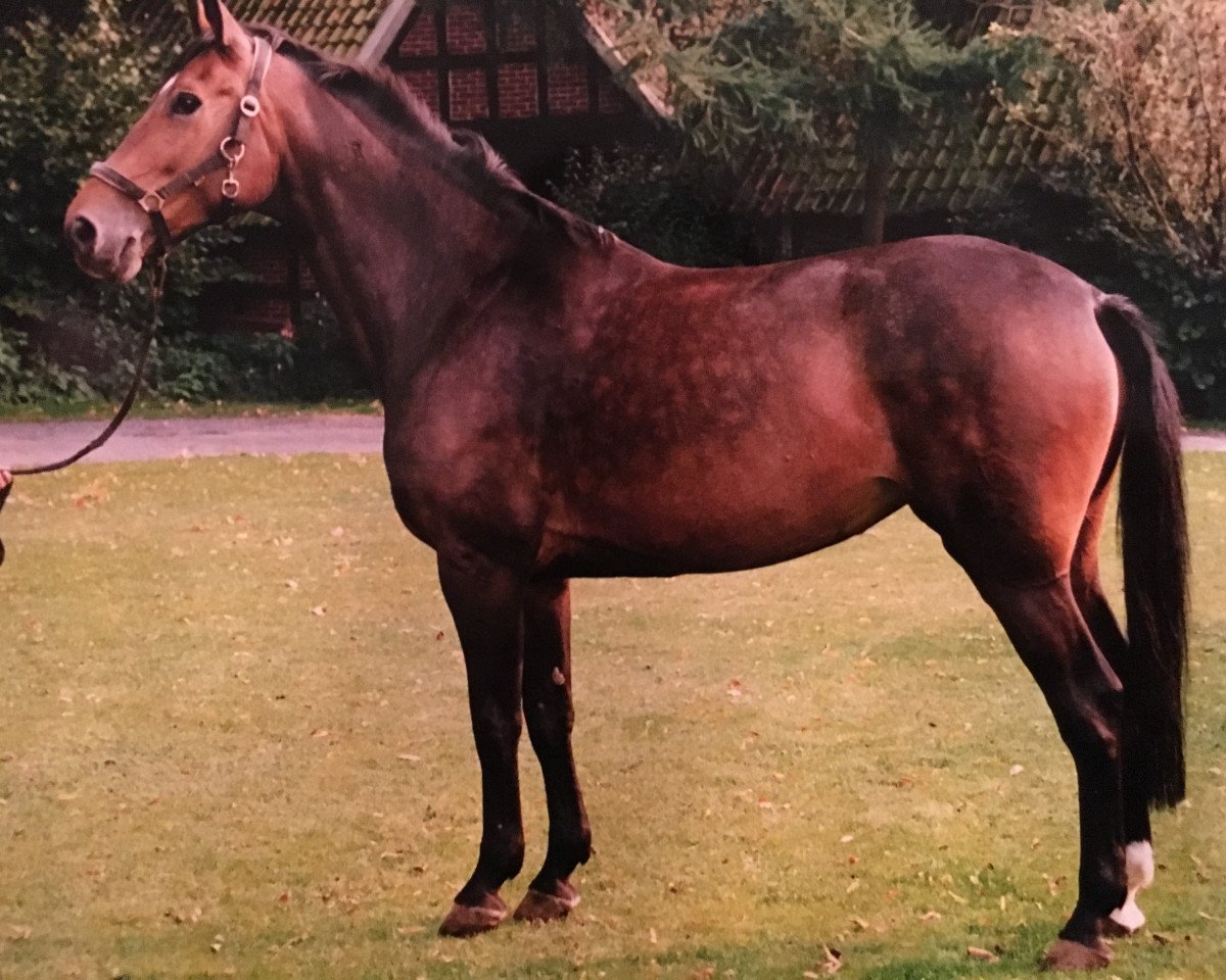 broodmare Windis (Westphalian, 1986, from Weinberg)