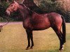 broodmare Windis (Westphalian, 1986, from Weinberg)