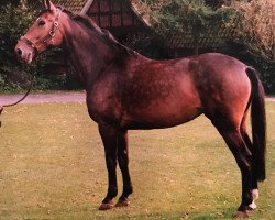 broodmare Windis (Westphalian, 1986, from Weinberg)