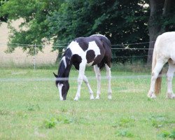 Zuchtstute Golden Aglaja (Hessisches Warmblut, 2016, von Golden Diamond)