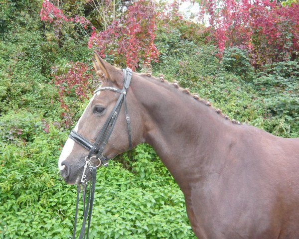 dressage horse Francesco 75 (Oldenburg, 2010, from Fürst Romancier)