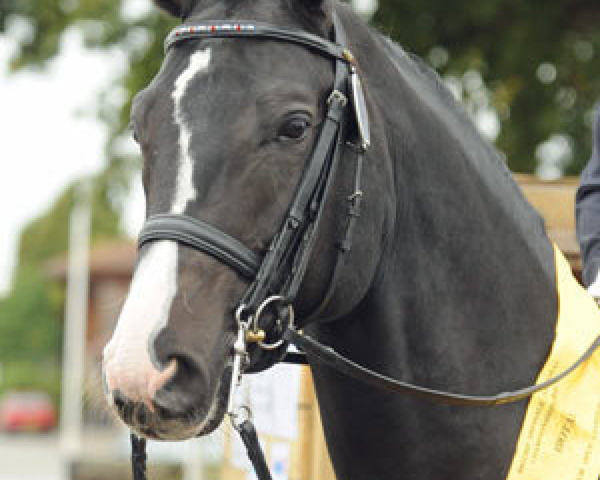 Deckhengst Woodlander Rockstar (Hannoveraner, 2002, von Rotspon)