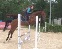 jumper Champion de Coeur 2 (Oldenburg, 2012, from Confiance 4)