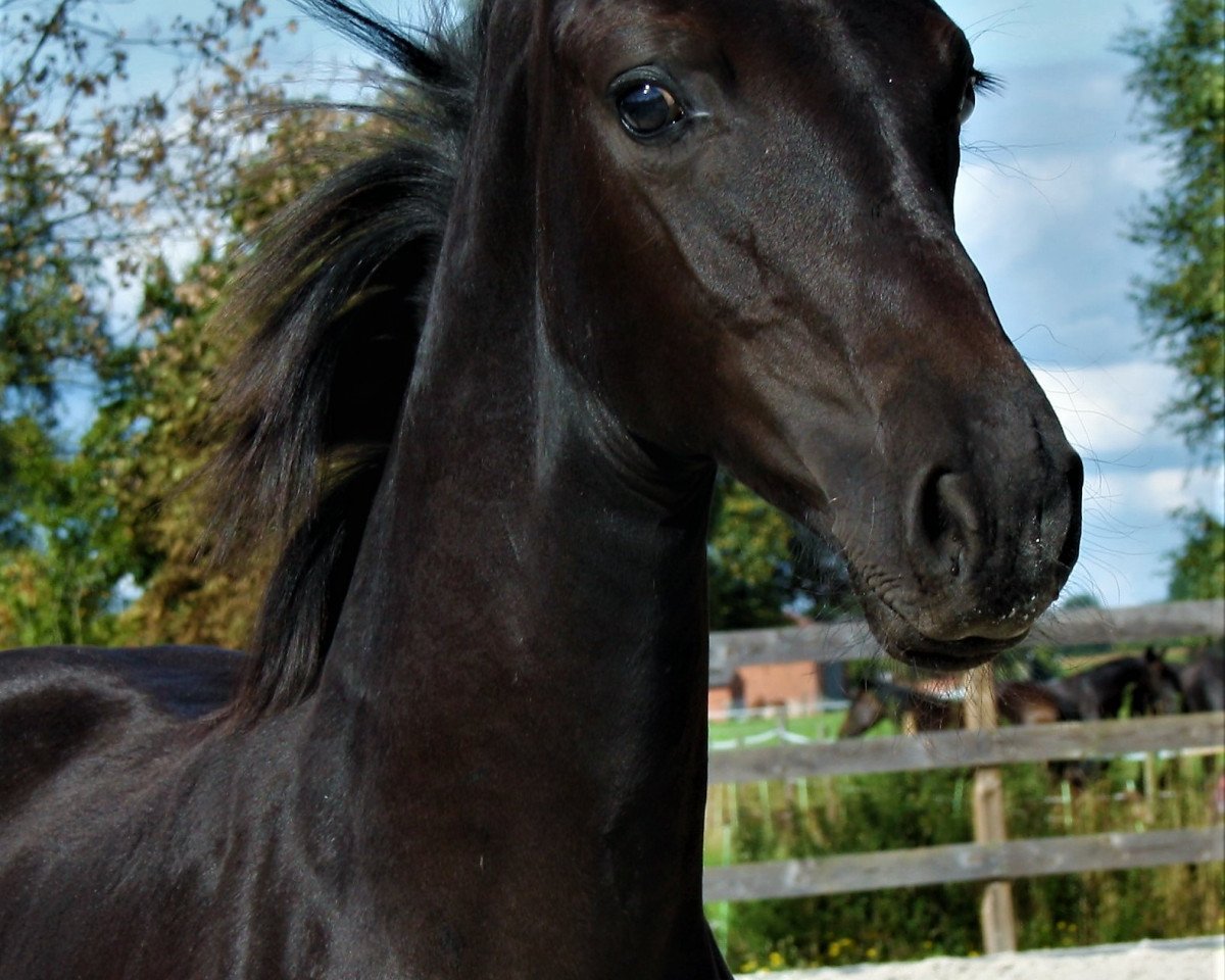 Dressurpferd Down Under Rf (Hannoveraner, 2017, von Harmony's Desiderio)