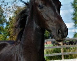 dressage horse Down Under Rf (Hanoverian, 2017, from Harmony's Desiderio)