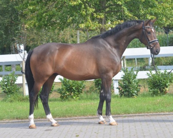 dressage horse Wallach von Don Frederico (Hanoverian, 2014, from Don Frederico)