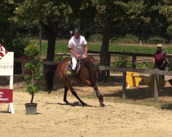Reitturnier Münster-Roxel 2018