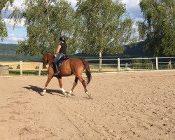 dressage horse Dolittle M (Rhinelander, 2005, from Don Bedo I)