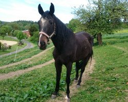 broodmare Freiheit (Hanoverian, 2003, from For Keeps)