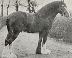 Deckhengst Craigie Litigant (Clydesdale, 1915, von Baron of Buchlyvie)