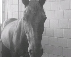 dressage horse Black Diamond 34 (German Riding Pony, 2008, from Hilkens Black Delight)