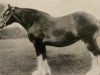 broodmare Dunure Ideal (Clydesdale, 1905, from Auchenflower)