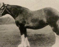 Zuchtstute Dunure Ideal (Clydesdale, 1905, von Auchenflower)