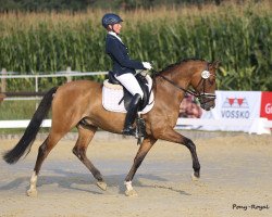 Dressurpferd Dance a lot (Deutsches Reitpony, 2011, von FS Don't Worry)