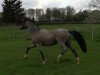 broodmare FS Nikita (German Riding Pony, 2013, from Fs Numero Uno)