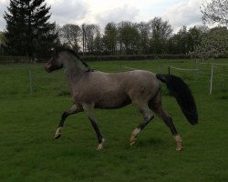 broodmare FS Nikita (German Riding Pony, 2013, from Fs Numero Uno)