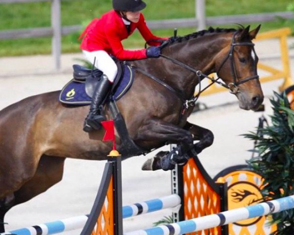 jumper Arkadia (Polish Warmblood, 2006, from Luron)