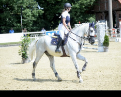 Springpferd Lightning Mc Queen (KWPN (Niederländisches Warmblut), 2009, von Landjonker)