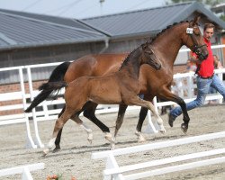 dressage horse Seniorita L (Westphalian, 2017, from Symphonic)