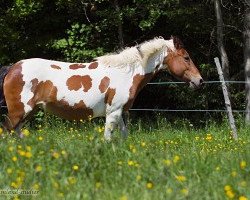 broodmare Granny (Lewitzer, 1994, from Satan V)