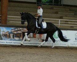 dressage horse Donna Diavola 3 (Hanoverian, 2012, from Don Index)