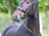 dressage horse Duke D'Arx (Hanoverian, 2011, from Decamerone 5)