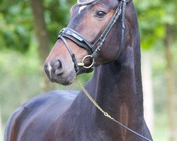 dressage horse Duke D'Arx (Hanoverian, 2011, from Decamerone 5)