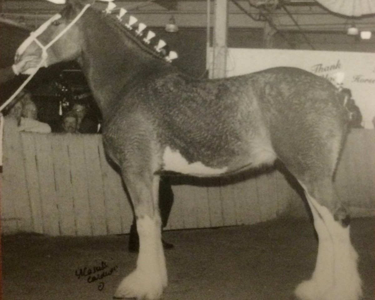 broodmare Joseph Lake's Melissa (Clydesdale, 2000, from Green Valley Barney)