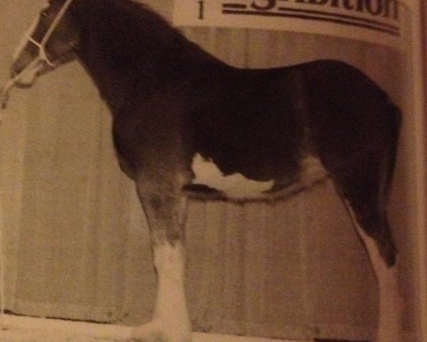 broodmare Joseph Lake's Melissa (Clydesdale, 2000, from Green Valley Barney)