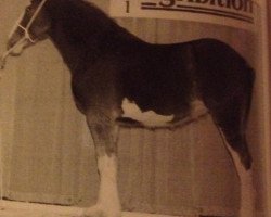 broodmare Joseph Lake's Melissa (Clydesdale, 2000, from Green Valley Barney)