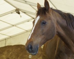 horse Diabola (Sachse, 1997, from Lomber xx)