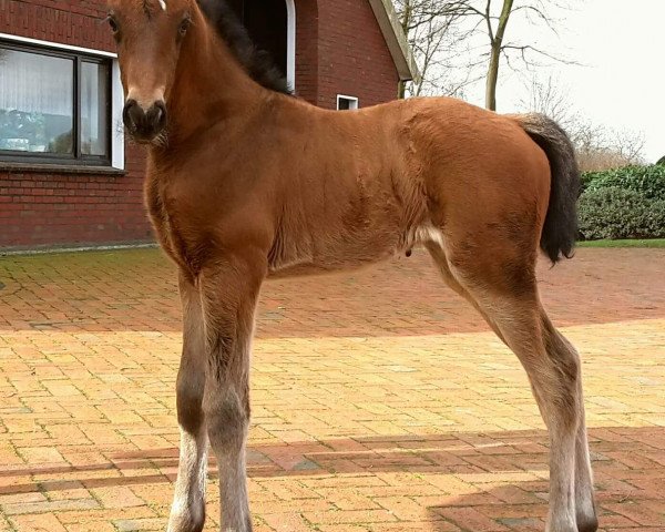 Springpferd Limone (Oldenburger Springpferd, 2017, von Conthargos)