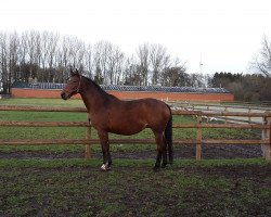 broodmare Quireida (Oldenburg, 2005, from Quality 9)