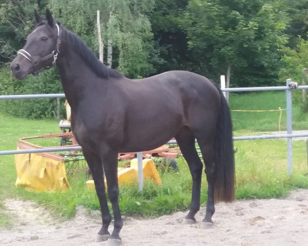 broodmare Rosarios Princess (Hanoverian, 2008, from Rosario)