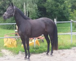 broodmare Rosarios Princess (Hanoverian, 2008, from Rosario 37)