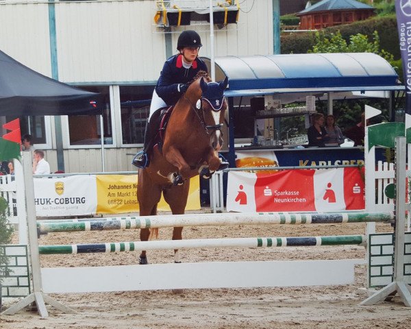 jumper Google XS (Hanoverian, 2012, from Goldfever II)