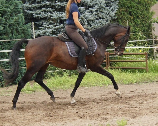 broodmare Betti (Oldenburg, 2012, from Bretton Woods)