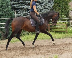 broodmare Betti (Oldenburg, 2012, from Bretton Woods)