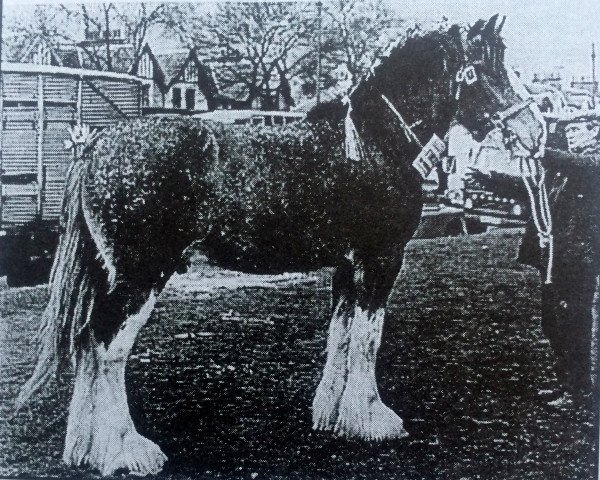 stallion Bardrill Enterprise (Clydesdale, 1971, from Torrs Concorde)