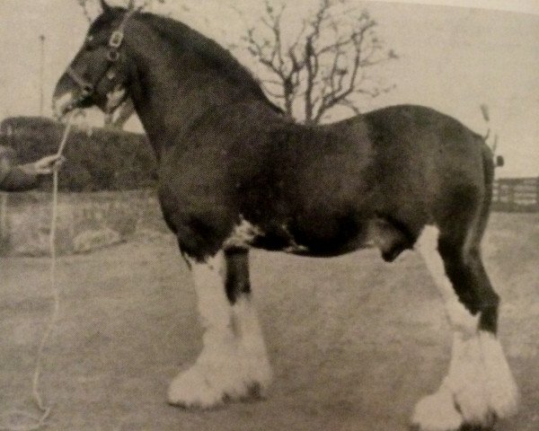 stallion Benedictine 21836 (Clydesdale, 1929, from Benefactor 20867)