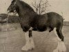 stallion Benedictine 21836 (Clydesdale, 1929, from Benefactor 20867)