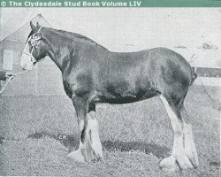 Zuchtstute Onoway (Clydesdale, 1928, von Benefactor 20867)