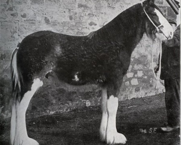 stallion Muirton Sensation 24672 (Clydesdale, 1950, from Muirton Monarch)